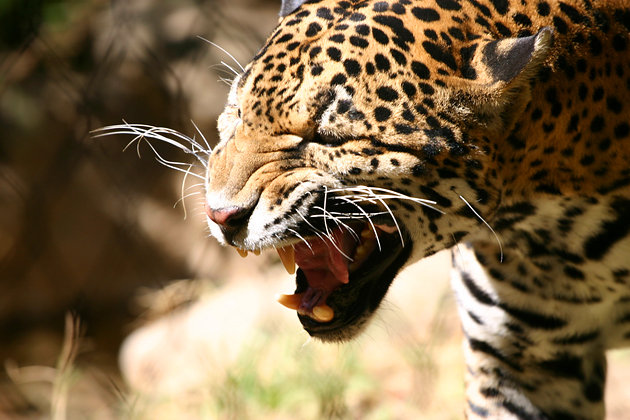 ve may bay gia re di sacramento