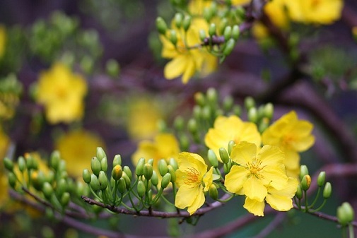 mang canh mai len may bay dip tet