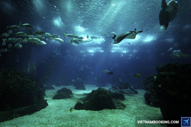 The Lisbon Oceanarium ve may bay gia re di lisbon