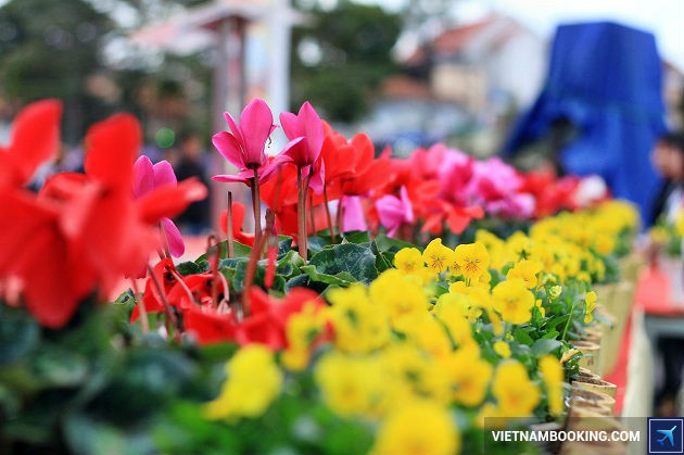 ve may bay di da lat gia re nhat