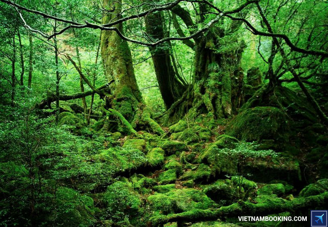 ve-may-bay-di-nhat-ban-30-10-2015-1