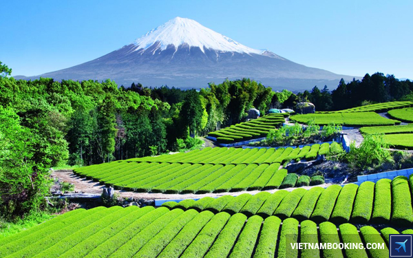 ve-may-bay-tphcm-di-nhat-ban-tiger-air-4-19-11-2015