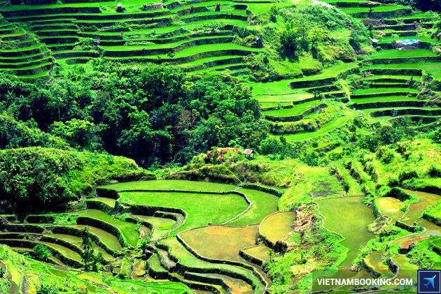 ve may bay di philippines gia re