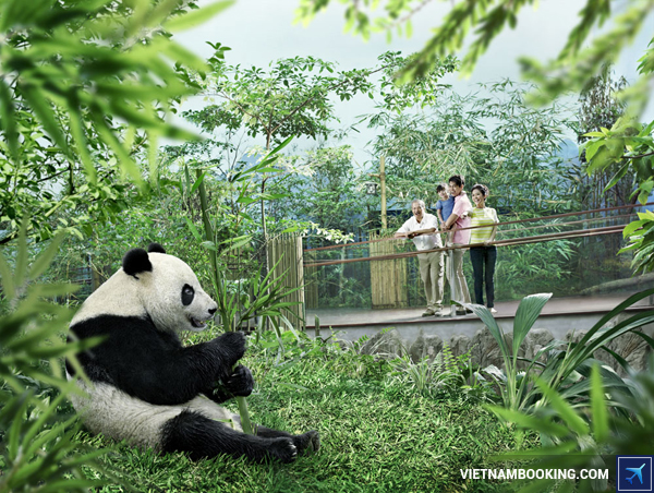 Giant Panda, Chengdu ve-may-bay-tphcm-di-trung-quoc-china-eastern-airlines-2-28-11-2015