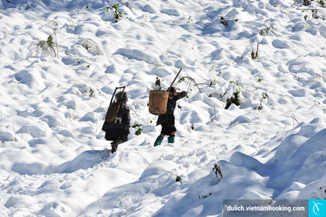 du lich ngam tuyet gia re