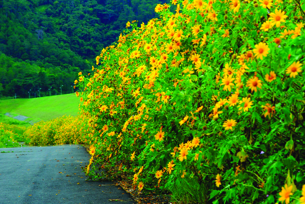 Đà Lạt mùa hoa dã quỳ