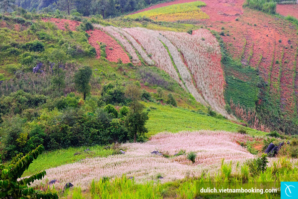 den-cao-nguyen-da-ha-giang-nhung-ngay-mua-dong-3-14-12-2015