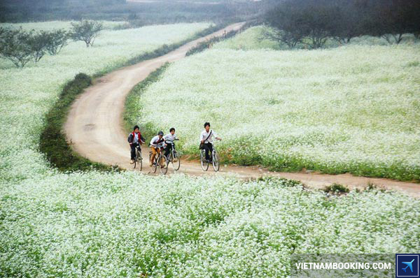 Ngắm cánh đồng hoa cải trắng tinh khôi du-lich-da-lat-thang-12-co-gi-hap-dan-3-05-12-2015
