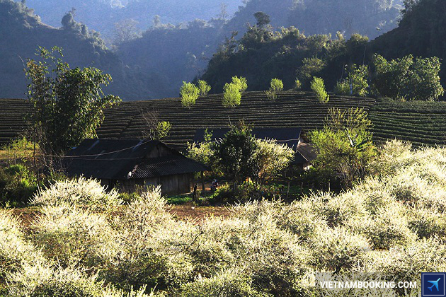 Bản Pà cò Mộc Châu