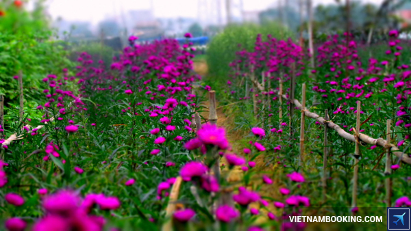 kham-pha-hai-phong-de-them-yeu-thanh-pho-hoa-phuong-do-6-14-12-2015