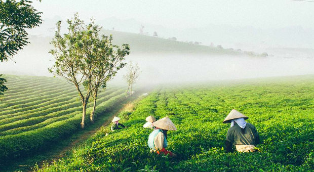 đồi chè Mộc Châu