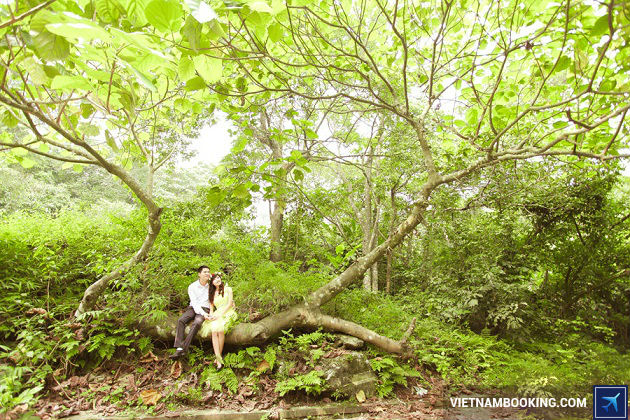 ve may bay di ha noi