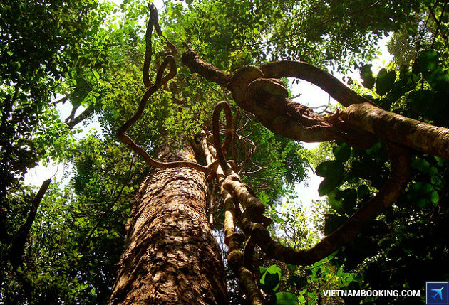 ve may bay di phu quoc