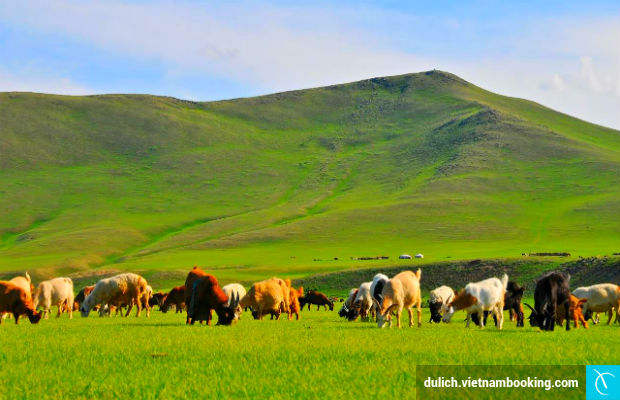 Thảo nguyên Kharkhorin du lich mong co gia re