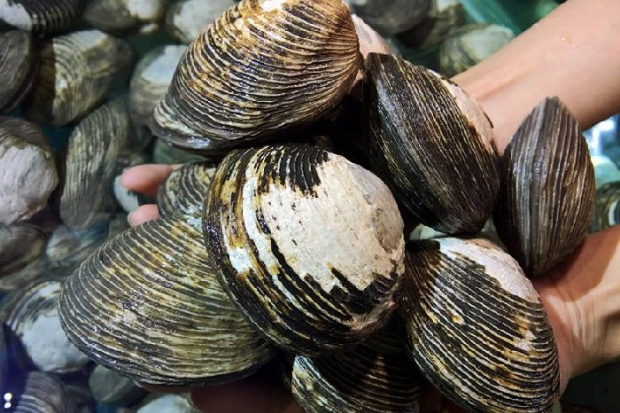 Du lịch Quảng Ninh - Ngán biển