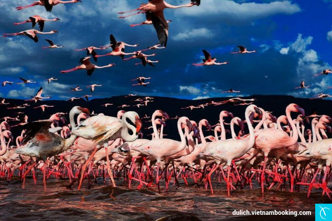 du lich kenya gia ca phai chang