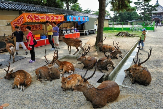 Du lịch Nhật Bản