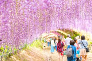 Tour du lịch Nhật Bản tháng 4: Mùa hoa tử đằng – Khám phá đất nước mặt trời mọc mùa lãng mạn nhất