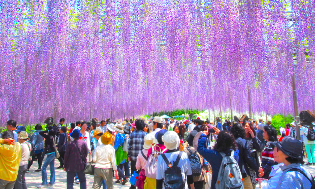 mùa hoa tử đằng Nhật Bản