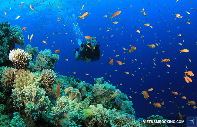 San hô ở Côn Đảo kinh nghiệm du lịch côn đảo