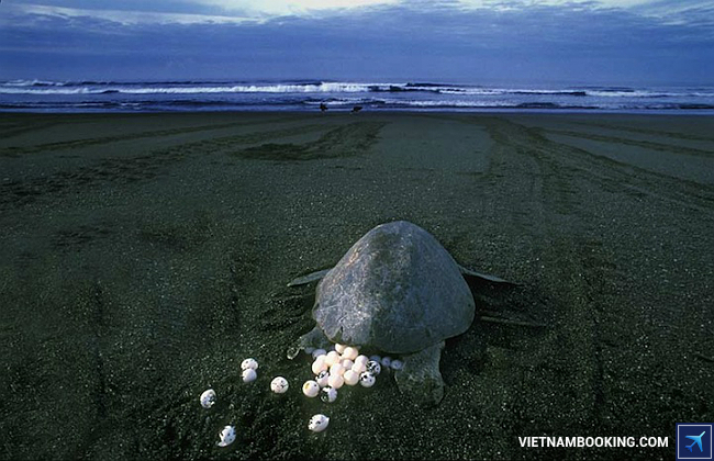 Xem rùa biển đẻ trứng ở Côn Đảo đi du lịch côn đảo tự túc