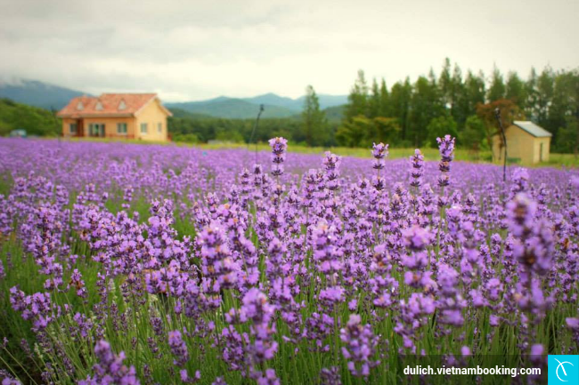 mua tour du lich croatia gia re