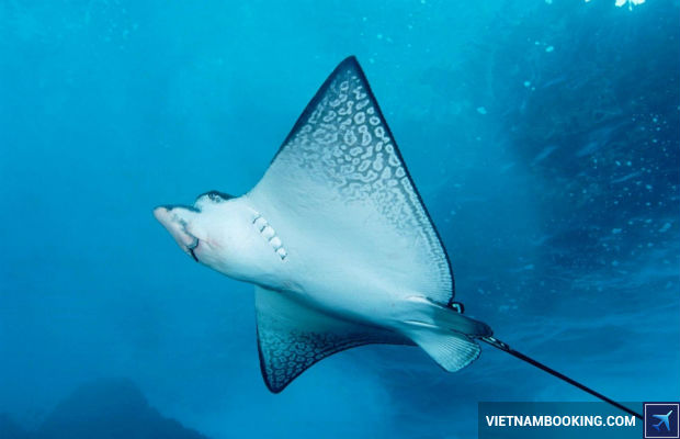 Cẩm nang du lịch Maldives từ a đến z