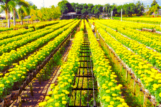 Du lịch Sa Đ&eacute;c