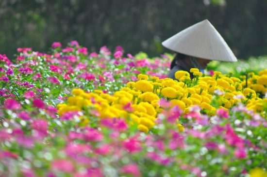 vườn hoa sa đéc