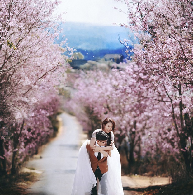 hoa mai anh đào Đà Lạt