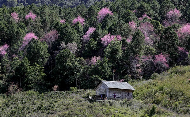 hoa mai anh đào Đà Lạt