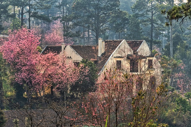 hoa mai anh đào Đà Lạt