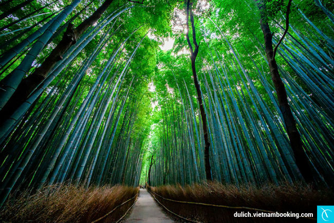 nhung-diem-den-doc-dao-o-chau-a-dip-tet-3-17-01-2017