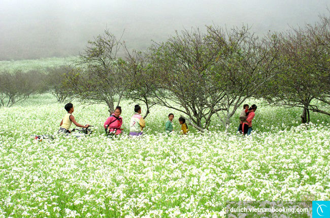 du lich tet dinh dau