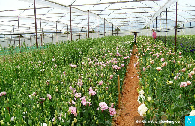 Nhung hang hoa dep nhat viet nam