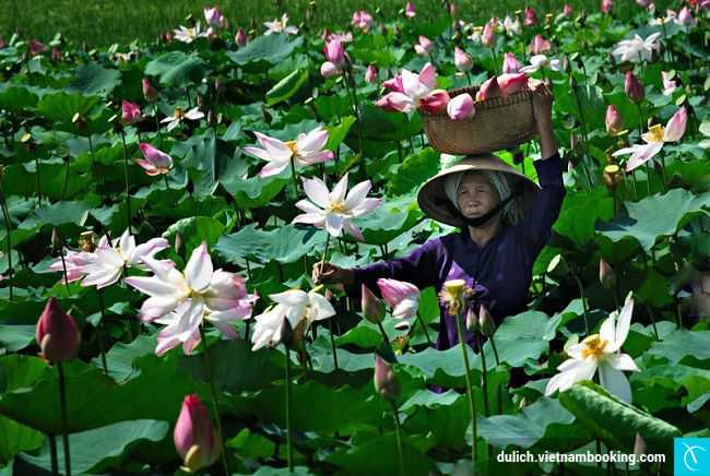 tin tuc du lich dong thap