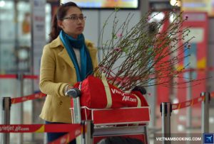 Vietjet Air nhận vận chuyển mai đào Tết Đinh Dậu 2017