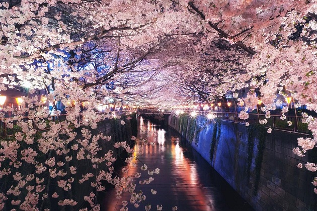 5 điểm ngắm hoa anh ᵭào tuyệt đẹp ở Tokyo