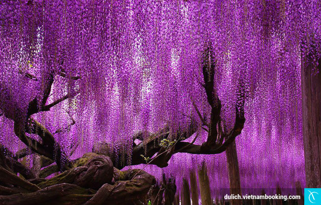 cap-nhat-thong-tin-ve-mot-so-le-hoi-hoa-nhat-ban-1-10-03-2017