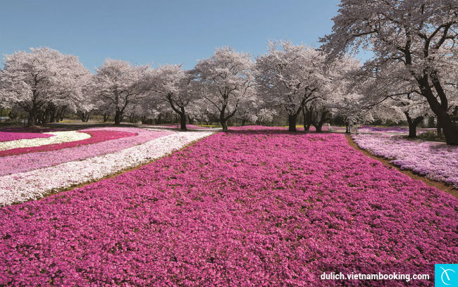 cap-nhat-thong-tin-ve-mot-so-le-hoi-hoa-nhat-ban-4-10-03-2017