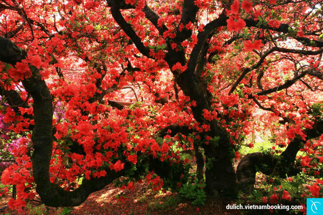 cap-nhat-thong-tin-ve-mot-so-le-hoi-hoa-nhat-ban-5-10-03-2017