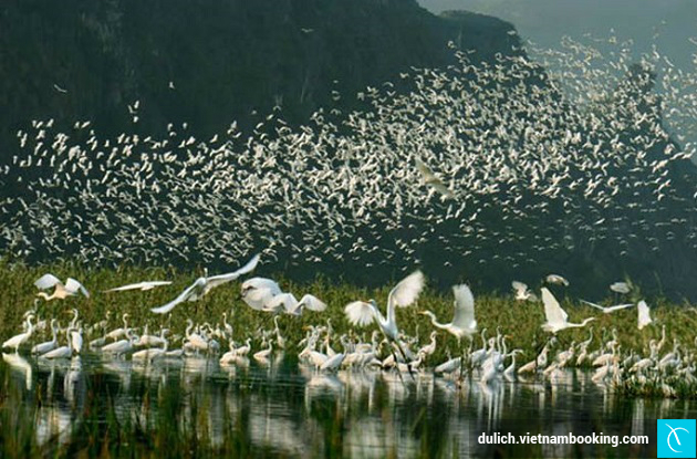 dam van long ninh binh