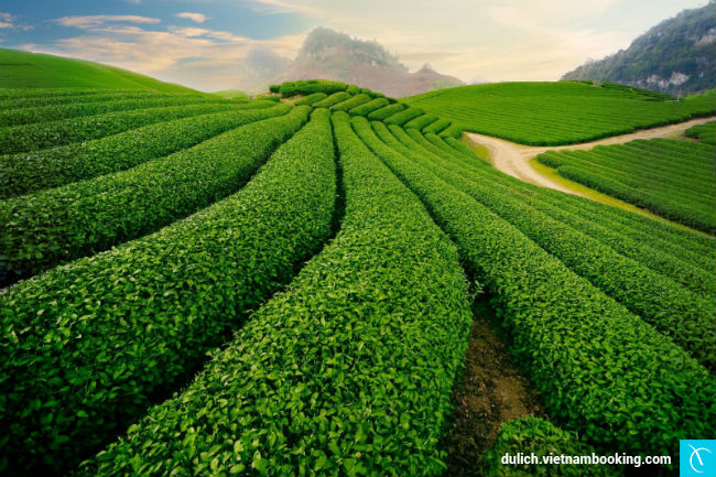 Đồi chè Tâm Châu den-bao-loc-thoa-suc-du-lich-kham-pha-2-15-03-2017