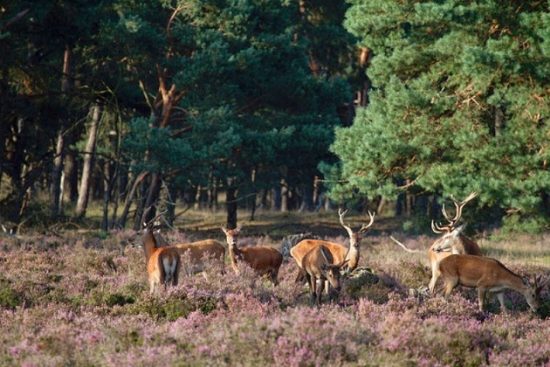 Du lịch Hà Lan tháng 4