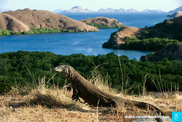 di du lich indonesia