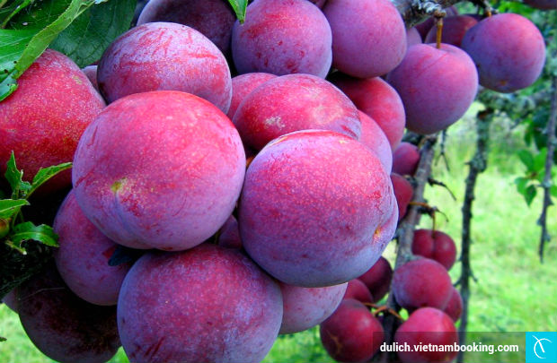 du-lich-lao-cai-3-29-3-2017