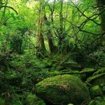 4 di sản thiên nhiên thế giới tuyệt đẹp ở Nhật