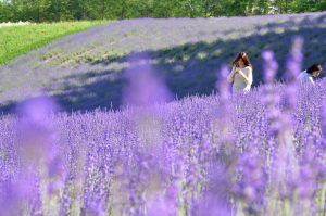 Tour du lịch Nhật Bản tháng 7 – 8 mùa hoa Lavender 7N6Đ