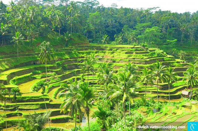 Ruộng bậc thang tuyệt đẹp ở Ubud du lich bali