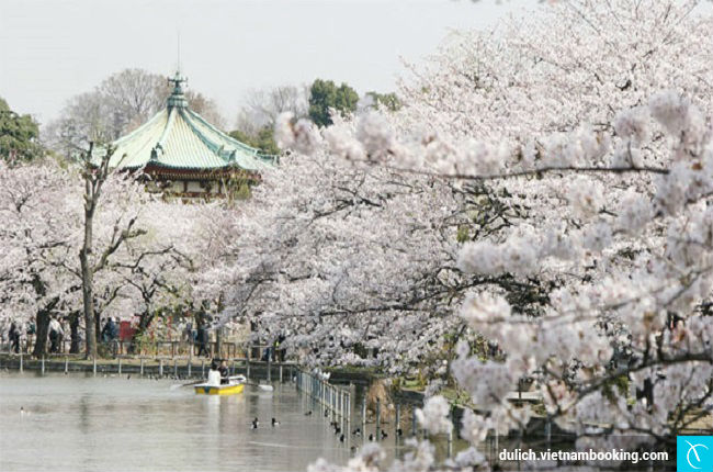 hoa anh dao nhat ban